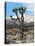 Joshua Trees in Winter, Joshua Tree National Park, California, USA-Michel Hersen-Premier Image Canvas