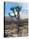 Joshua Trees in Winter, Joshua Tree National Park, California, USA-Michel Hersen-Premier Image Canvas