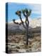 Joshua Trees in Winter, Joshua Tree National Park, California, USA-Michel Hersen-Premier Image Canvas