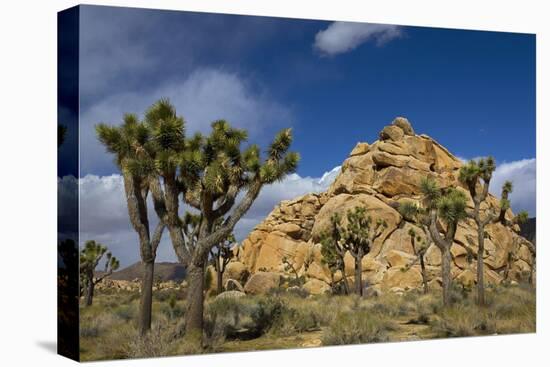 Joshua Trees, Queen Valley, Joshua Tree National Park, California, USA-Charles Gurche-Premier Image Canvas