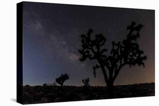 Joshua Trees Silhouetted by Starry Skies in Joshua Tree NP, California-Chuck Haney-Premier Image Canvas