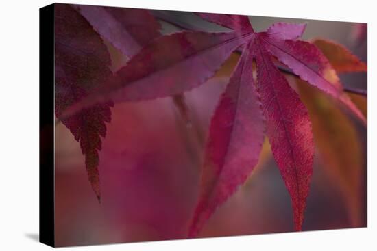 Joyful Maple I-Rita Crane-Premier Image Canvas