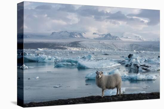 Jškulsarlon - Glacier Lagoon, Morning Light, Sheep-Catharina Lux-Premier Image Canvas