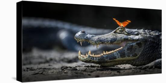 Julia Heleconia (Dryas Julia) Butterfly on Head of Yacare Caiman (Caiman Yacare) Pantanal, Brazil-Wim van den Heever-Premier Image Canvas