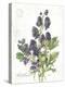 July Delphinium on White-Katie Pertiet-Stretched Canvas