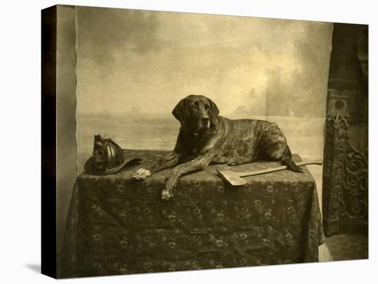 Jumbo, Mascot of Tacoma Fire Department, Engine Co. No. 4 (October 4, 1902)-null-Premier Image Canvas