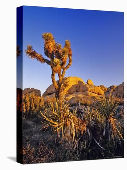 Jumbo rocks at Joshua Tree National Park, California, USA-Chuck Haney-Premier Image Canvas