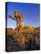 Jumbo rocks at Joshua Tree National Park, California, USA-Chuck Haney-Premier Image Canvas