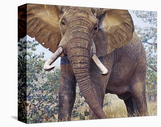 Jumbo-John Banovich-Stretched Canvas