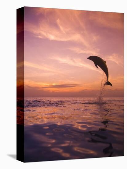 Jumping Bottlenose Dolphin-Stuart Westmorland-Premier Image Canvas