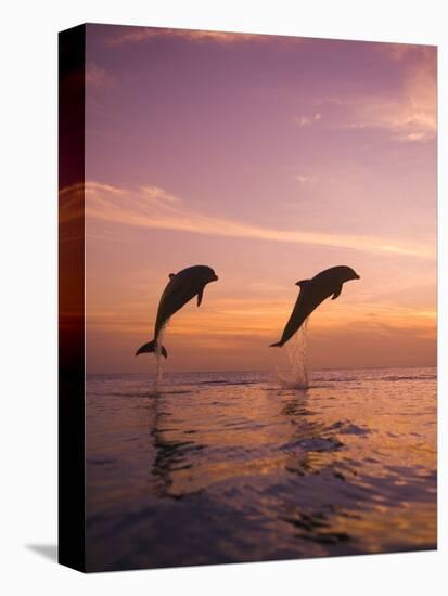 Jumping Bottlenose Dolphins-Stuart Westmorland-Premier Image Canvas