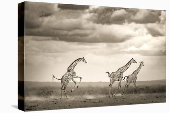Jumping Giraffe-Ali Khataw-Premier Image Canvas