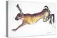 Jumping Hare-Lucy Willis-Premier Image Canvas