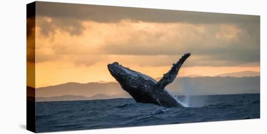 Jumping Humpback Whale at Sunset. Madagascar.-ANDREYGUDKOV-Premier Image Canvas