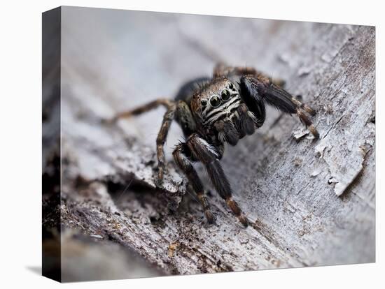 Jumping spider in alert pose, ready to jump, UK-Andy Sands-Premier Image Canvas