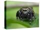 Jumping spider resting on leaf, UK-Andy Sands-Premier Image Canvas