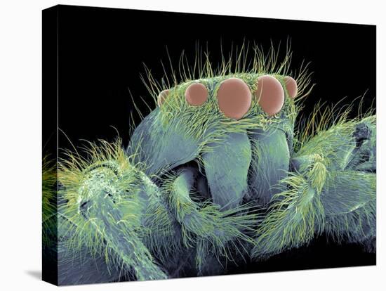 Jumping Spider, SEM-Susumu Nishinaga-Premier Image Canvas