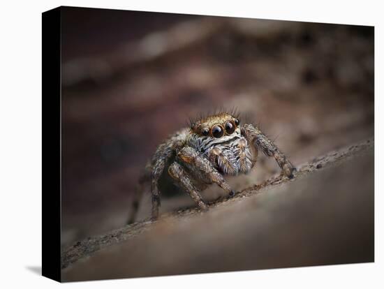 Jumping spider waiting in curl of Oak leaf, UK-Andy Sands-Premier Image Canvas