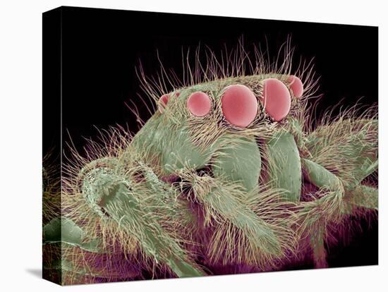 Jumping spider-Micro Discovery-Premier Image Canvas