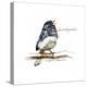 JUNCO #2-BRUCE DEAN-Stretched Canvas