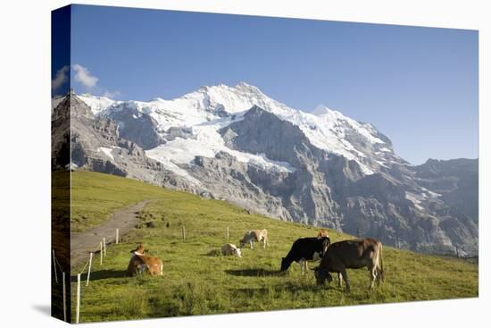 Jungfrau, Kleine Scheidegg, Bernese Oberland, Berne Canton, Switzerland, Europe-Angelo Cavalli-Premier Image Canvas