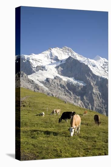 Jungfrau, Kleine Scheidegg, Bernese Oberland, Berne Canton, Switzerland, Europe-Angelo Cavalli-Premier Image Canvas