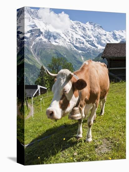 Jungfrau Massif and Cow Near Murren, Jungfrau Region, Switzerland, Europe-Michael DeFreitas-Premier Image Canvas