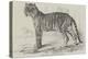 Junglar, the Fighting Tiger of the Late King of Oude-Harrison William Weir-Premier Image Canvas