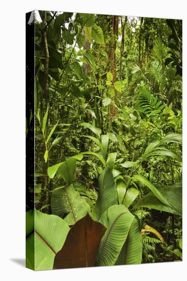 Jungle at Arenal Hanging Bridges Where Rainforest Canopy Is Accessible Via Walkways-Rob Francis-Premier Image Canvas