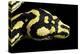 Jungle Carpet Python Head-null-Premier Image Canvas