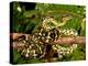 Jungle Carpet Python, Morelia Spilotes Variegata, Native to Australia and New Guinea-David Northcott-Premier Image Canvas