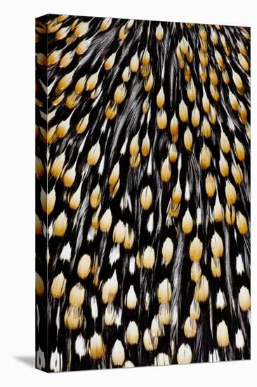 Jungle Cock Feathers-Darrell Gulin-Premier Image Canvas