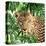 Jungle Eyes 2-Kimberly Allen-Stretched Canvas