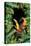 Jungle with Toucans-Andrea Haase-Premier Image Canvas