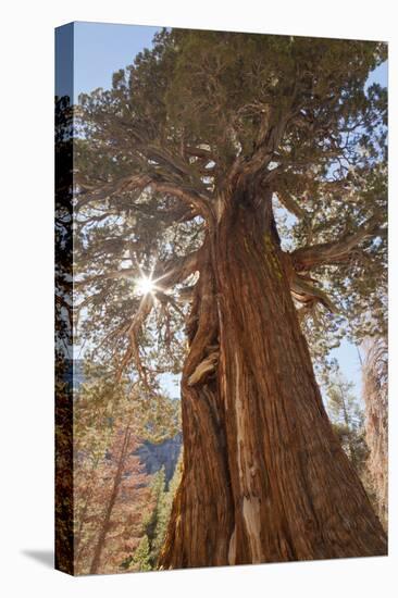 Juniper tree on Shadow Lake trail, Inyo National Forest, California-Don Paulson-Premier Image Canvas