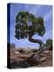 Juniper Tree with Curved Trunk, Canyonlands National Park, Utah, USA-Jean Brooks-Premier Image Canvas