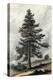 Juniperus Occidentalis-null-Stretched Canvas