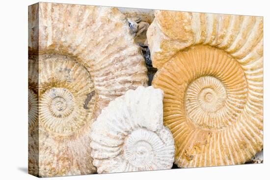 Jurassic Ammonite Fossils for Sale, Medina, Marrakech, Morocco-Nico Tondini-Premier Image Canvas