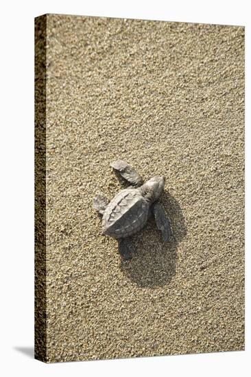 Just Hatched Baby Olive Ridley (Golfina) Turtles In Michoacan, Mexico-Justin Bailie-Premier Image Canvas