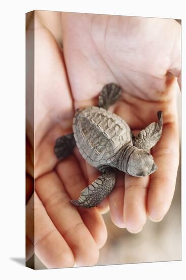 Just Hatched Baby Olive Ridley (Golfina) Turtles In Michoacan, Mexico-Justin Bailie-Premier Image Canvas