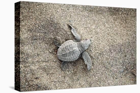 Just Hatched Baby Olive Ridley (Golfina) Turtles In Michoacan, Mexico-Justin Bailie-Premier Image Canvas