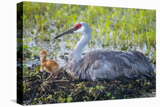 Just Hatched, Sandhill Crane on Nest with First Colt, Florida-Maresa Pryor-Premier Image Canvas