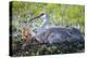 Just Hatched, Sandhill Crane on Nest with First Colt, Florida-Maresa Pryor-Premier Image Canvas