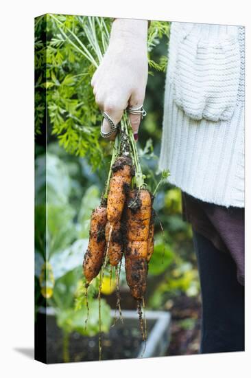 Just Pulled Carrots Out Of The Garden-Justin Bailie-Premier Image Canvas
