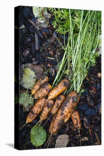 Just Pulled Carrots Out Of The Garden-Justin Bailie-Premier Image Canvas