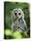 Juvenile Barred Owl, Strix Varia, Stanley Park, British Columbia, Canada-Paul Colangelo-Premier Image Canvas