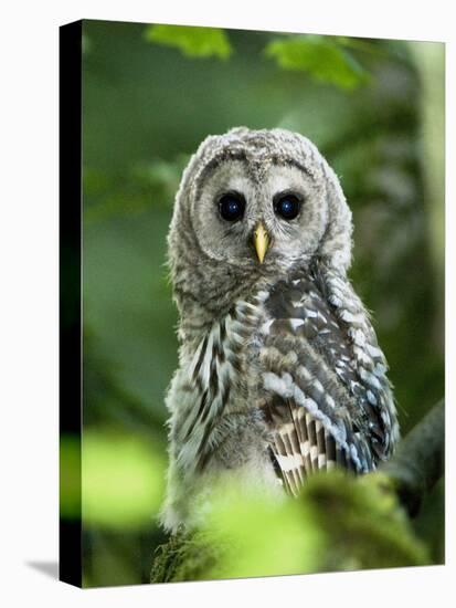 Juvenile Barred Owl, Strix Varia, Stanley Park, British Columbia, Canada-Paul Colangelo-Premier Image Canvas