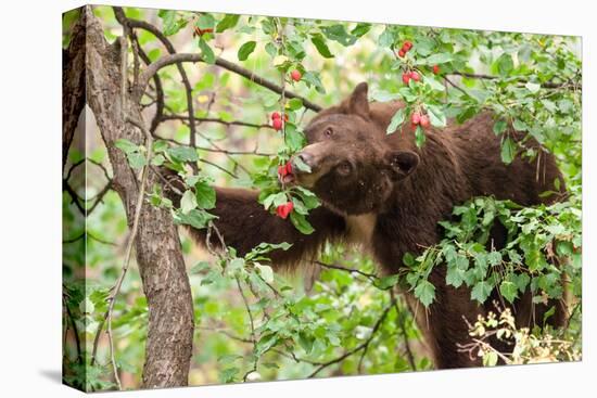 Juvenile Black Bear Eating Fruit in Missoula, Montana-James White-Premier Image Canvas