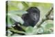 Juvenile Black Howler monkey, Community Baboon Sanctuary, Bermudian Landing, Belize-William Sutton-Premier Image Canvas