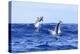 Juvenile Bottlenose Dolphins playing near Kona, Big Island, Hawaii, USA-Stuart Westmorland-Premier Image Canvas